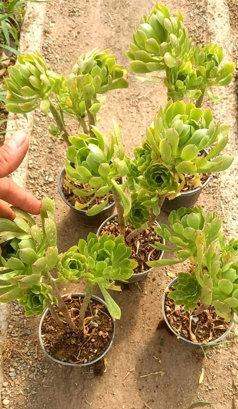 آئونیوم سبز سایز گلدان 14 پک 5 عددی