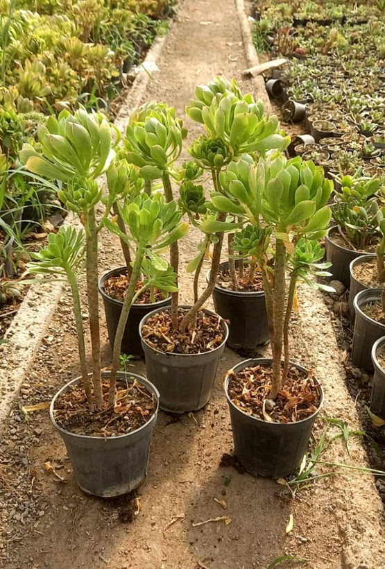 آئونیوم سبز سایز گلدان 14 پک 5 عددی
