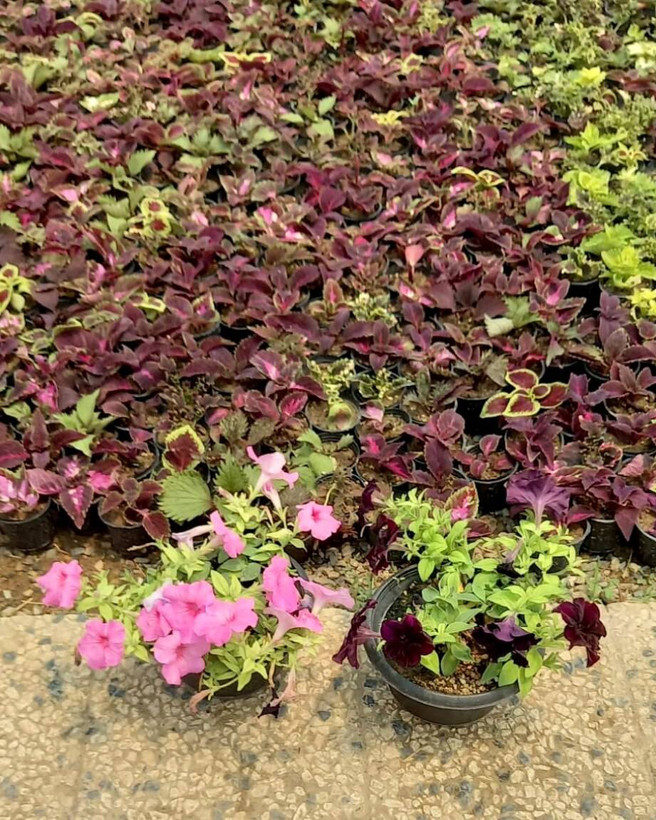 اطلسی زیبا سایز گلدان آویز