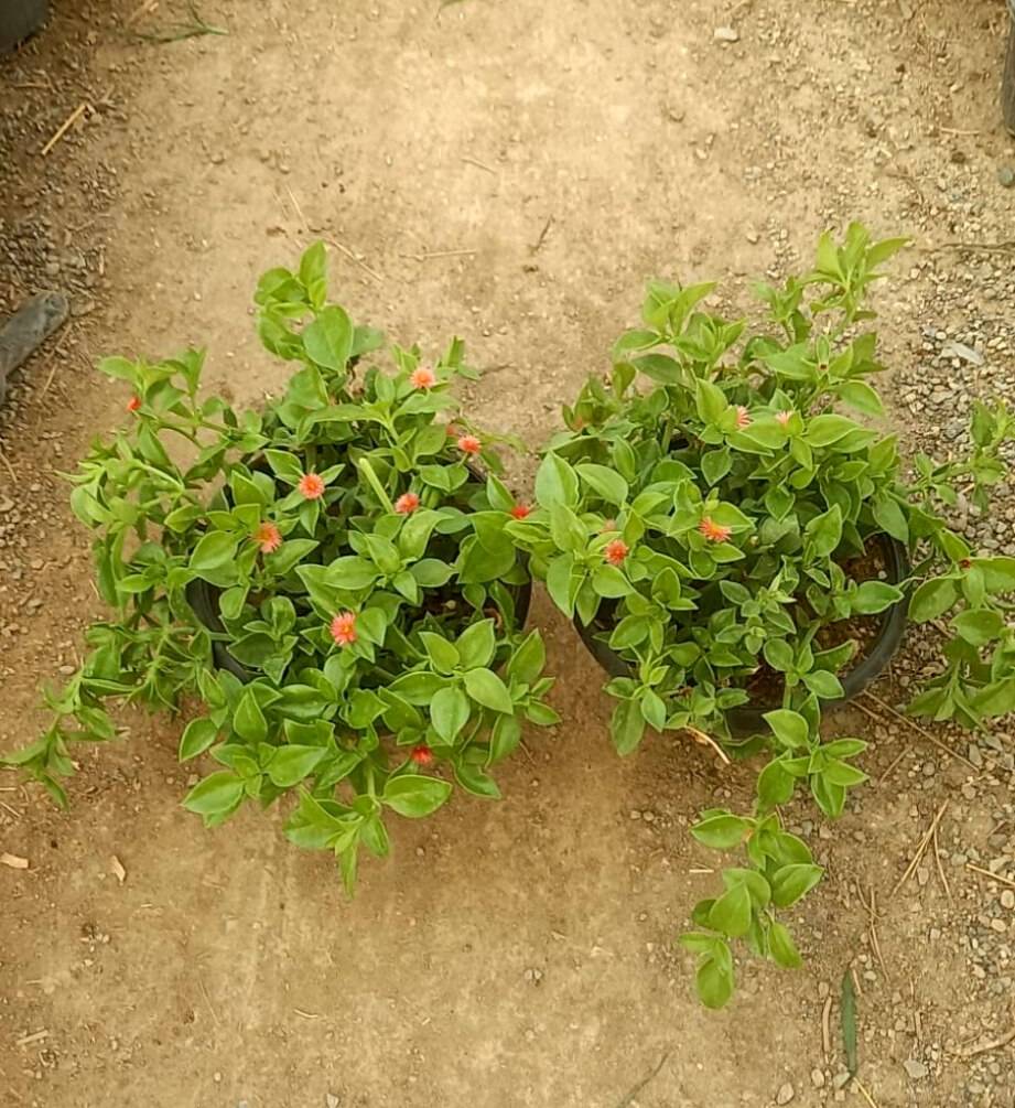 اپونتیا ( ناز یخی  رونده ) گلدان آویز پک دو عددی