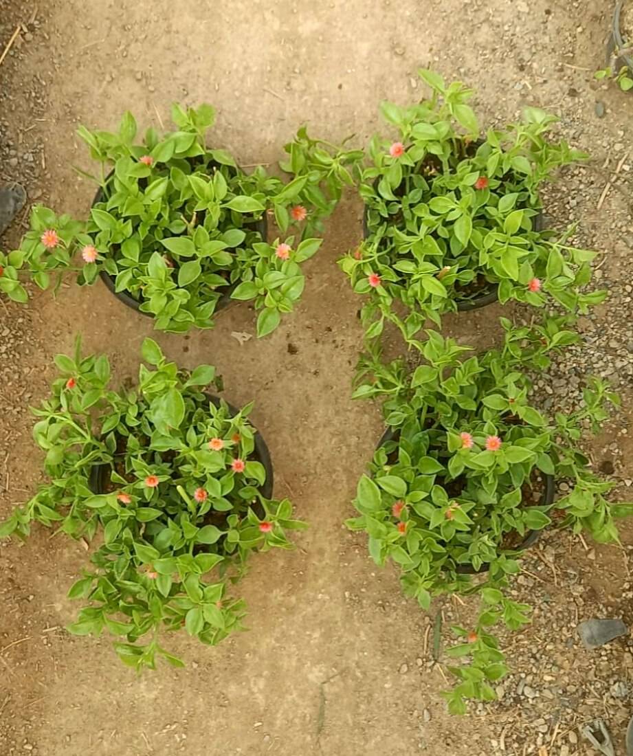 اپونتیا ( ناز یخی  رونده ) گلدان آویز پک 4 عددی