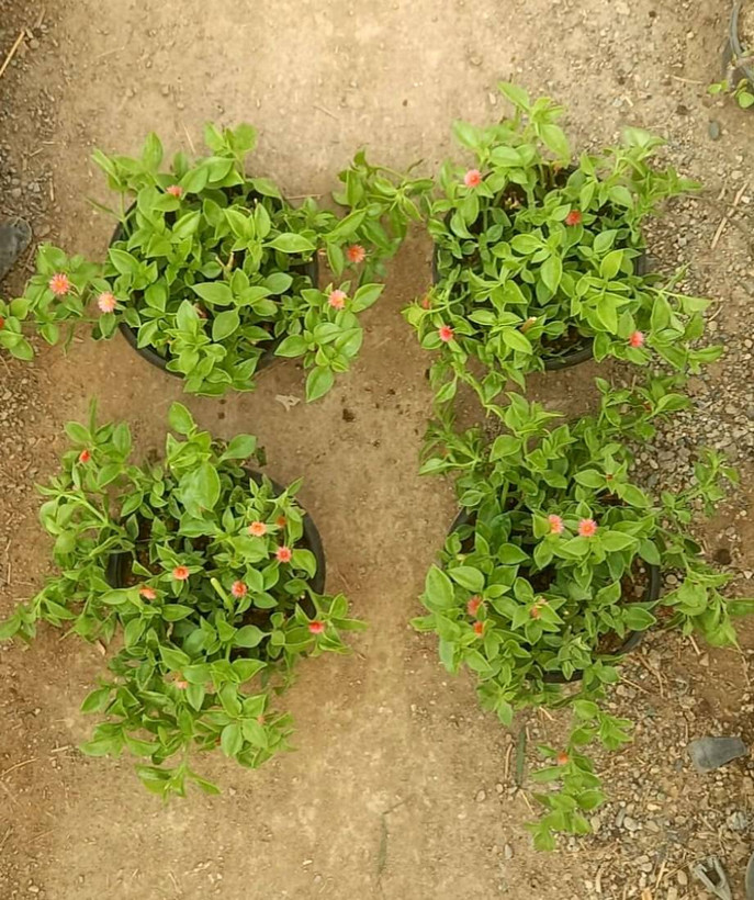 اپونتیا ( ناز یخی رونده ) گلدان آویز پک 4 عددی