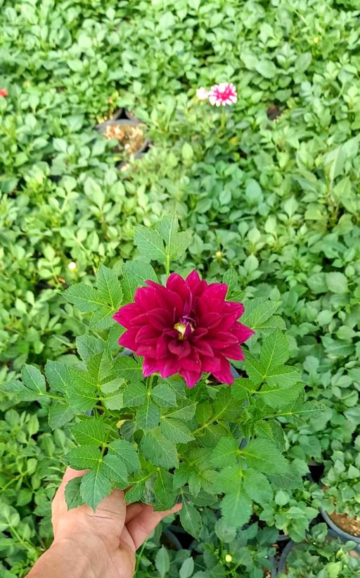کوکب در رنگهای مختلف سایز گلدانها سطل 3 پک 2 عددی