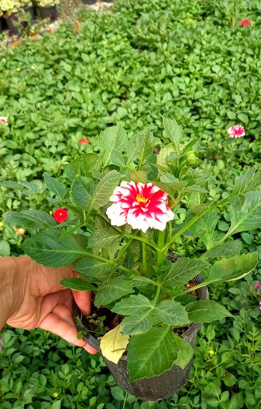 کوکب در رنگهای مختلف سایز گلدانها سطل 3 پک 2 عددی