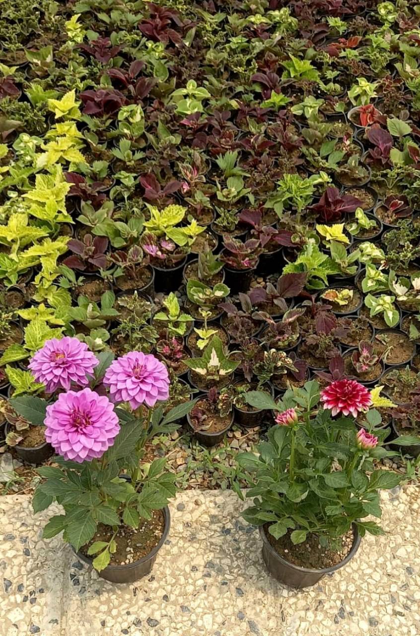 کوکب در رنگهای مختلف سایز گلدانها سطل 3 پک 2 عددی