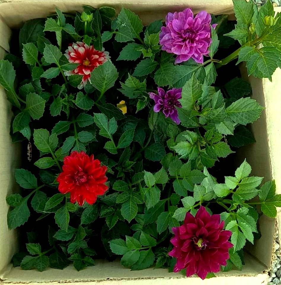 کوکب در رنگهای مختلف سایز گلدانها سطل 3 پک 4 عددی