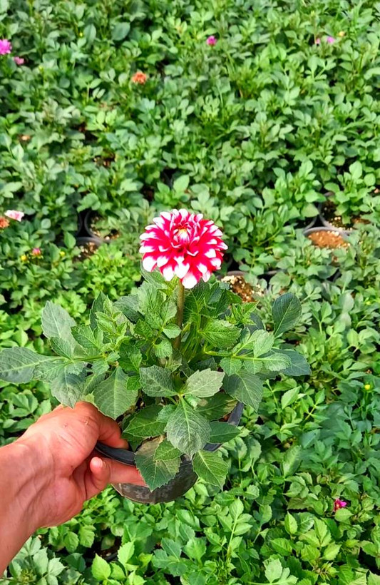 کوکب در رنگهای مختلف سایز گلدانها سطل 3 پک 4 عددی