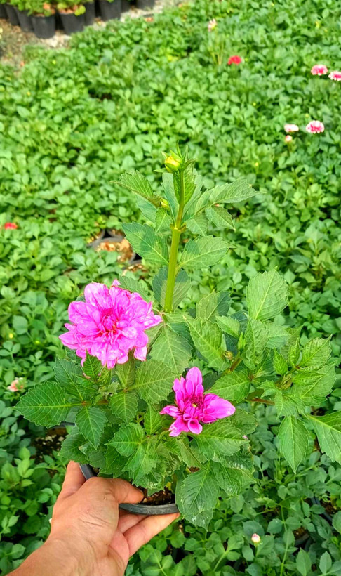 کوکب در رنگهای مختلف سایز گلدانها سطل 3 پک 4 عددی