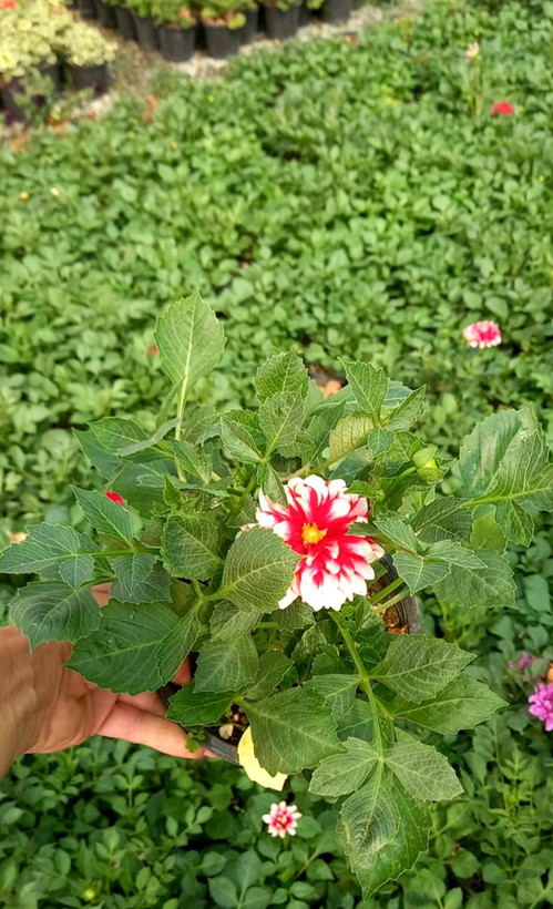 کوکب در رنگهای مختلف سایز گلدانها سطل 3 پک 4 عددی