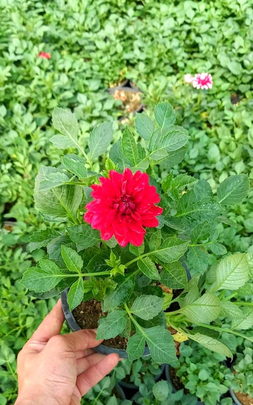 کوکب در رنگهای مختلف سایز گلدانها سطل 3 پک 4 عددی