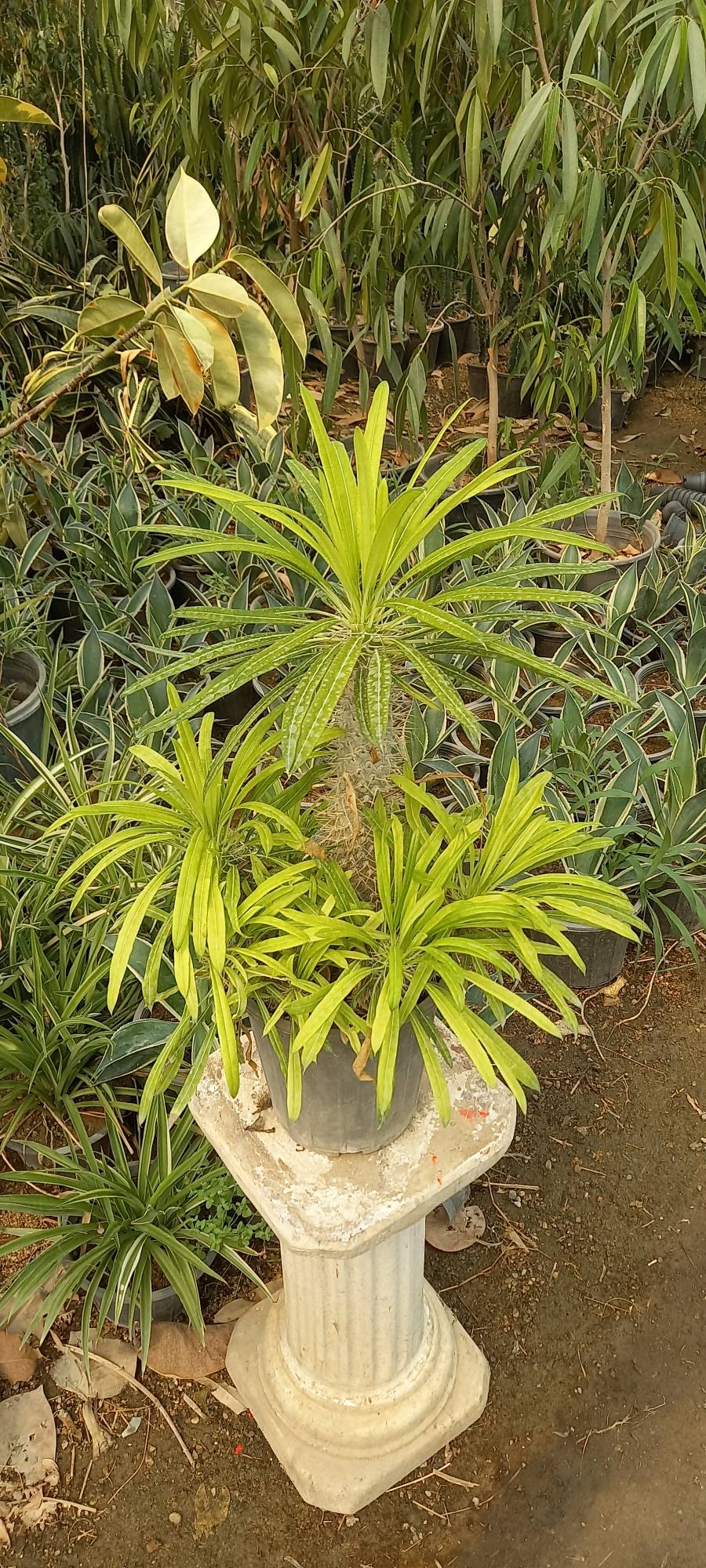 نخل ماداگاسکار خاص