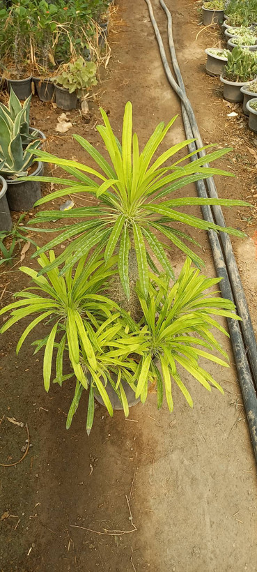 نخل ماداگاسکار خاص