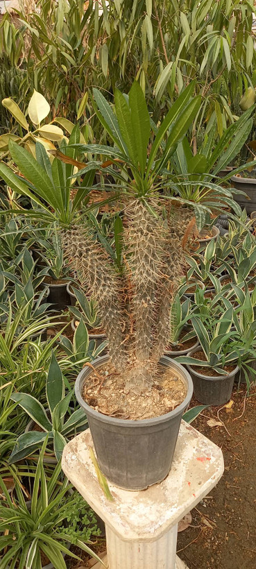 نخل ماداگاسکار خاص