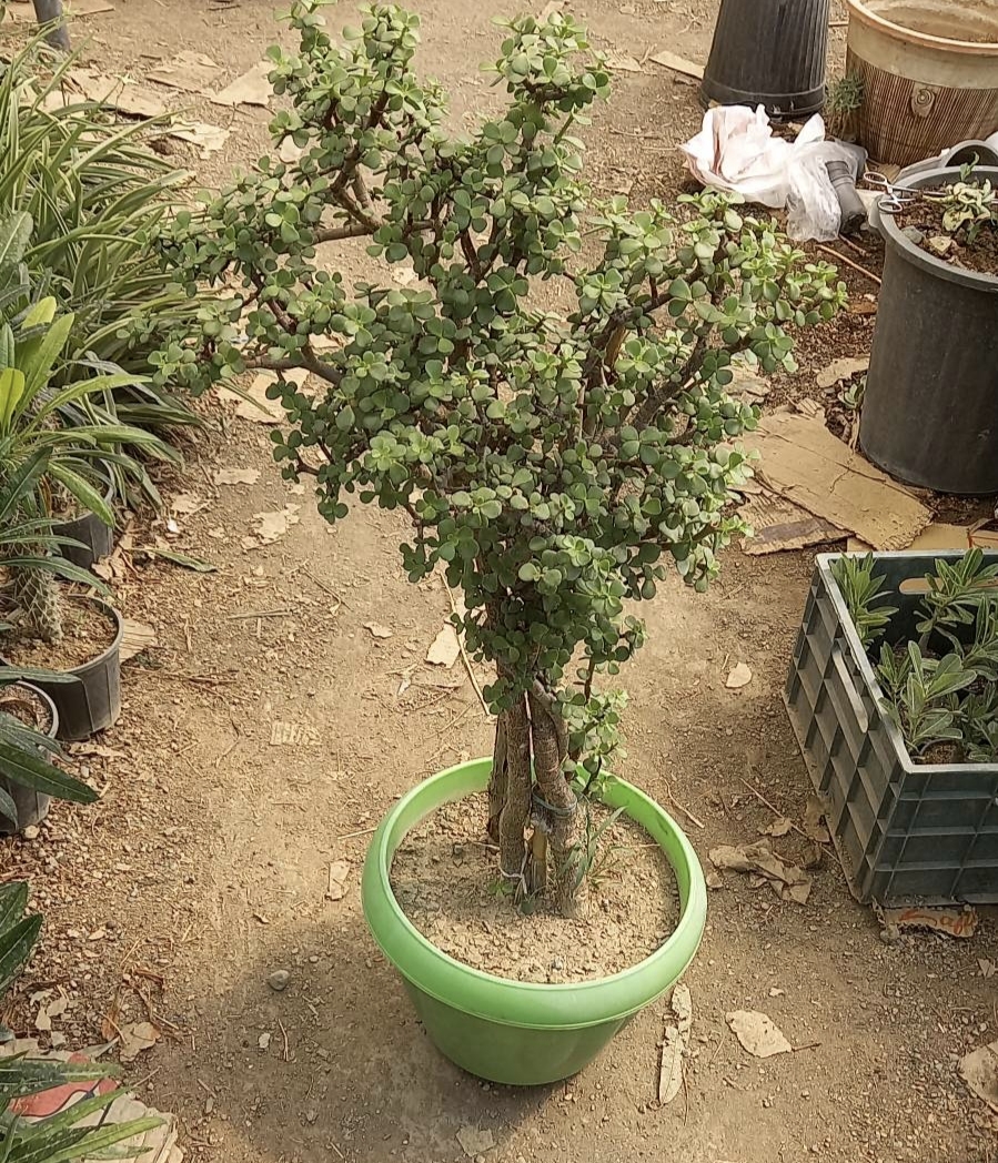 کراسولا بونسای خرفه