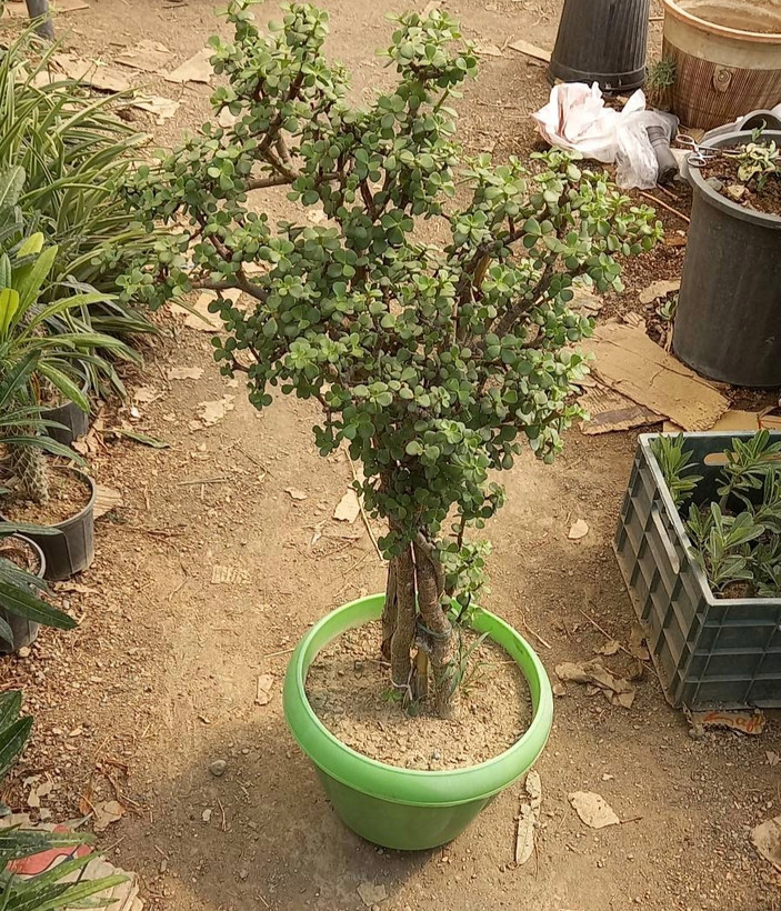 کراسولا بونسای خرفه