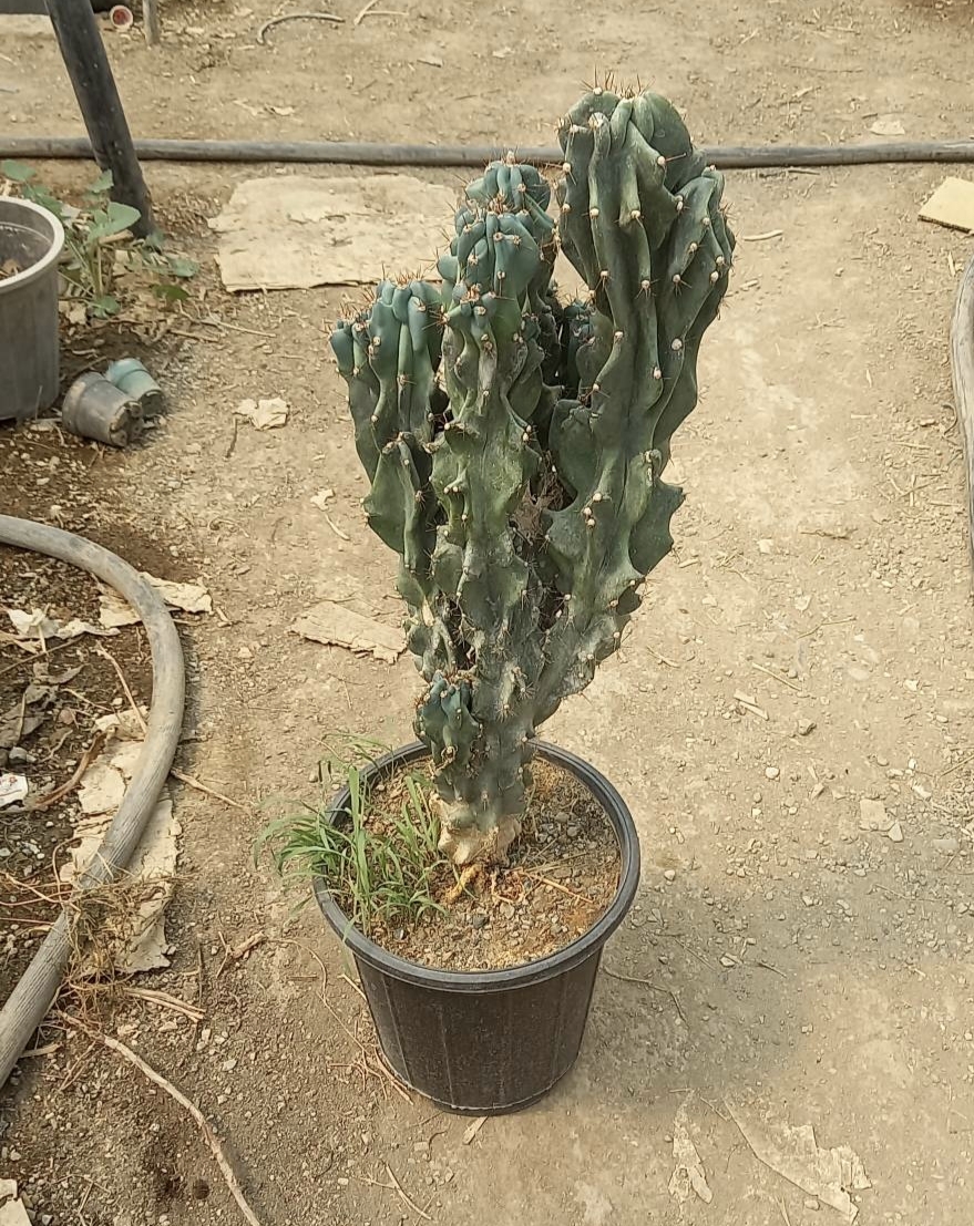 کاکتوس  صخره ای دفرمه کلکسیونی