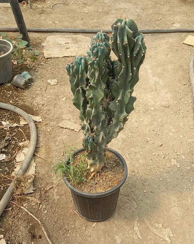کاکتوس صخره ای دفرمه کلکسیونی