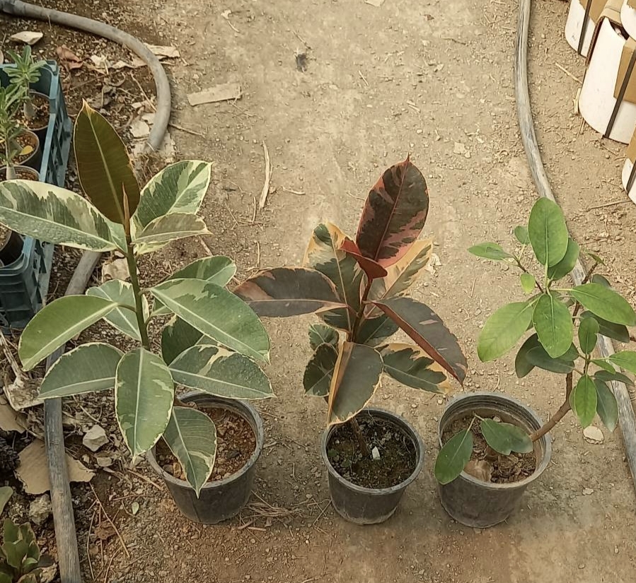 فیکوس  شرابی، ابلق و جنگلی  پک سه عددی