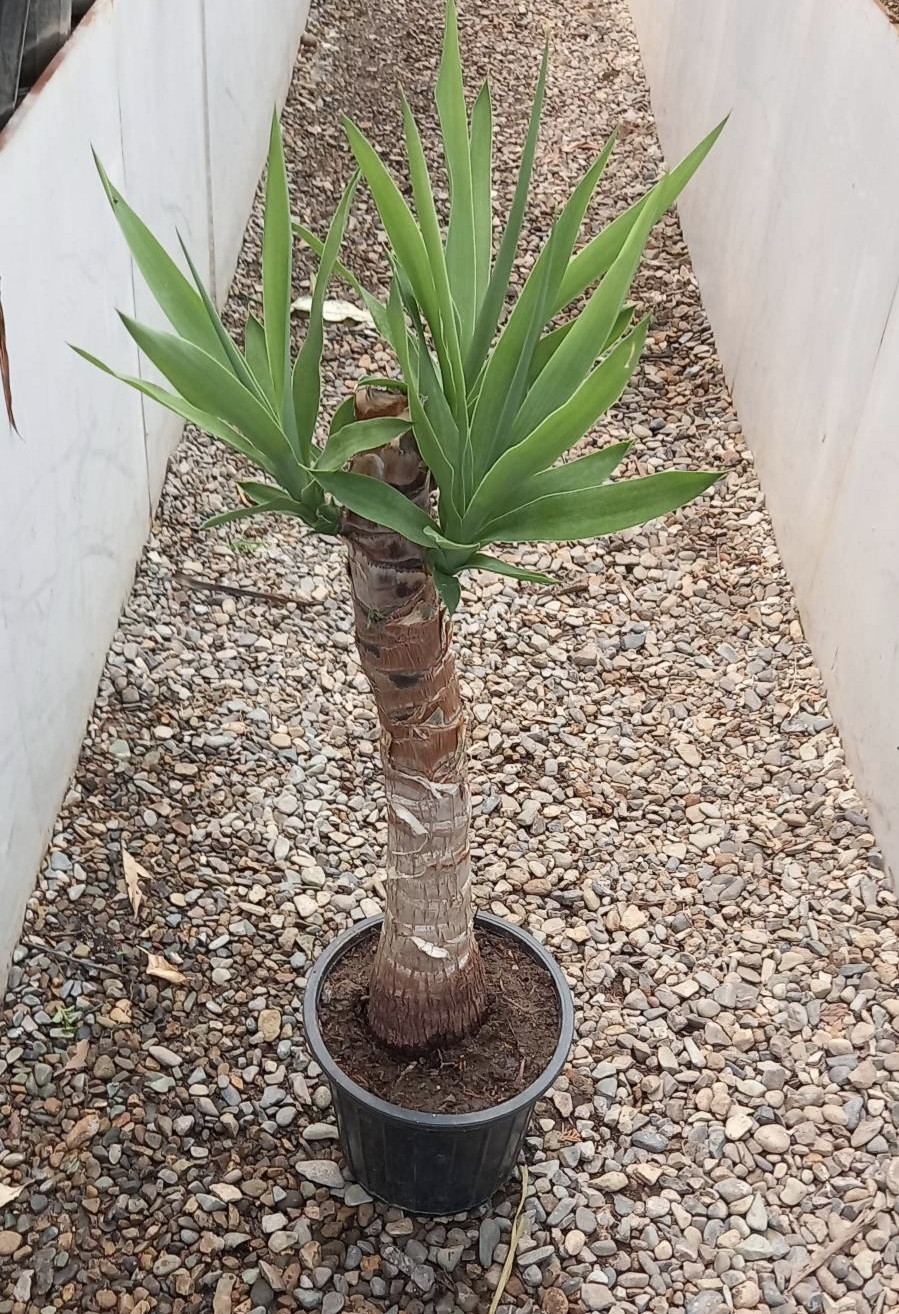 یوکا تنه دار زیبا