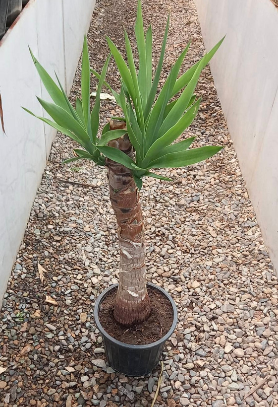یوکا تنه دار زیبا