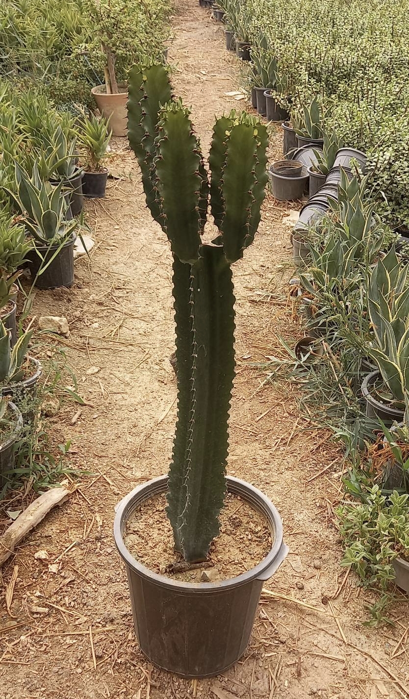 افوربیا اینجنس  نچرال