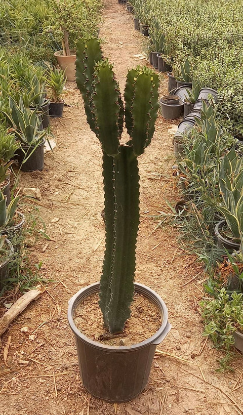 افوربیا اینجنس نچرال