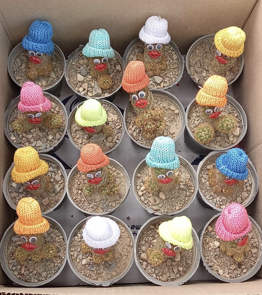 کاکتوس عروسکی با کلاه   16 عددی سایز گلدانها 8