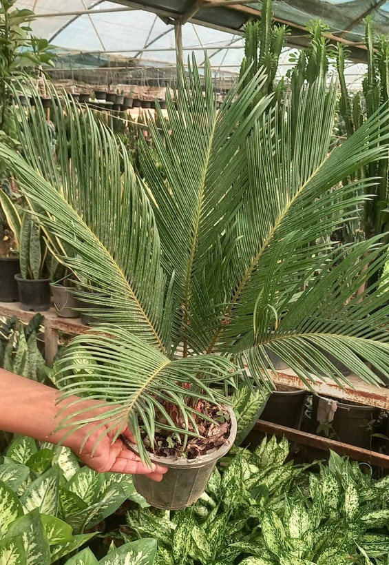 سیکاس سایز گلدان سطل چهار