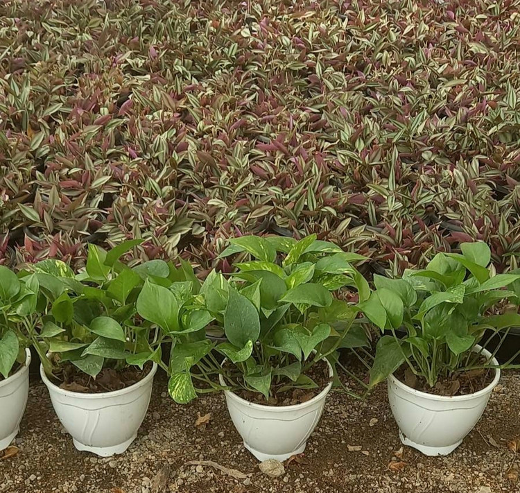 پوتوس سبز گلدان سفید پلاستیکی سطل سه