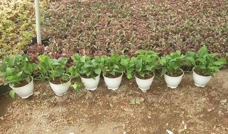 پوتوس سبز گلدان سفید پلاستیکی سطل سه