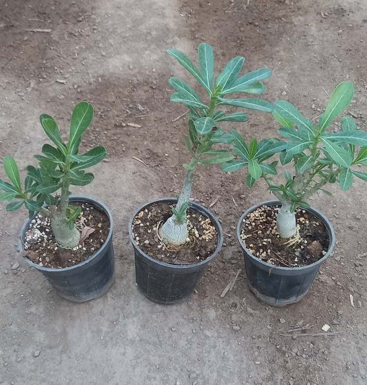 بنسای آدنیوم سایز گلدان ده | پک سه عددی