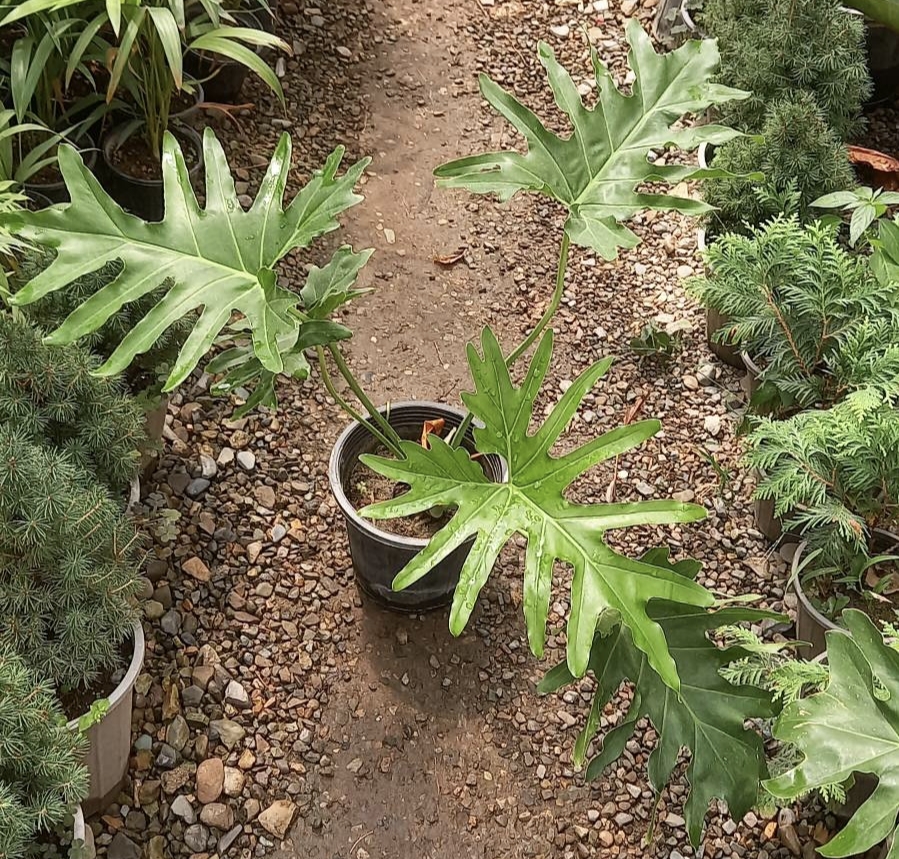 برگ انجیری  سایز گلدان سطل ۳