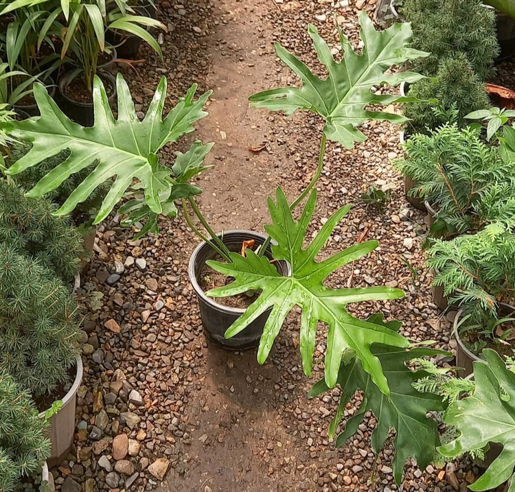 برگ انجیری سایز گلدان سطل ۳