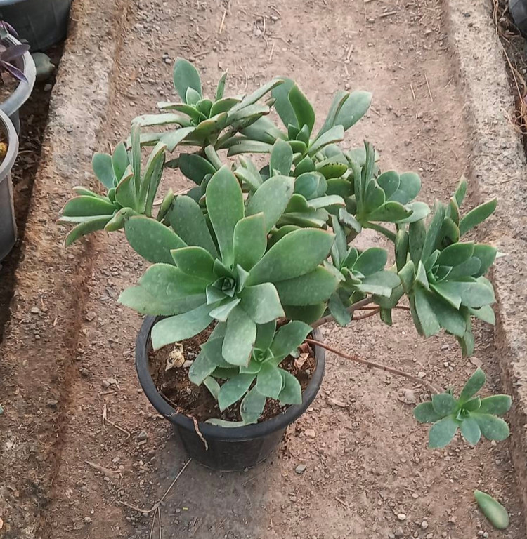 آئونیوم سبز سایز گلدان ۱۴