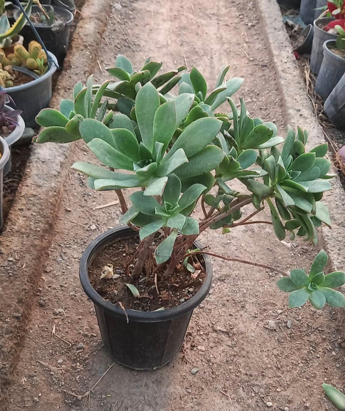 آئونیوم سبز سایز گلدان ۱۴