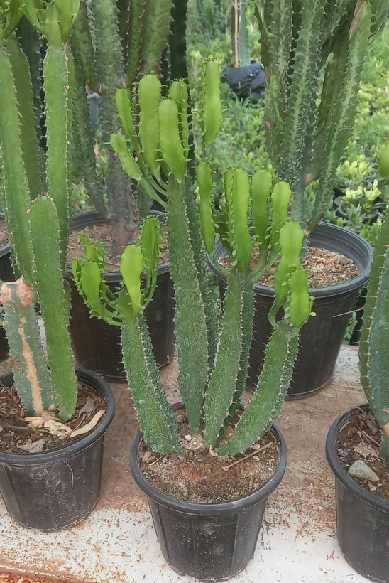 افوربیا اشکی سایز گلدان ۱۴