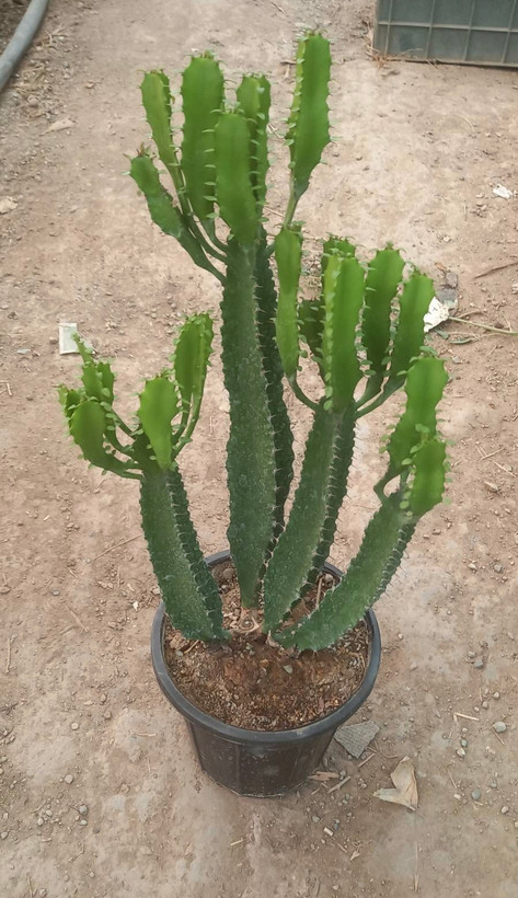 افوربیا اشکی سایز گلدان ۱۴