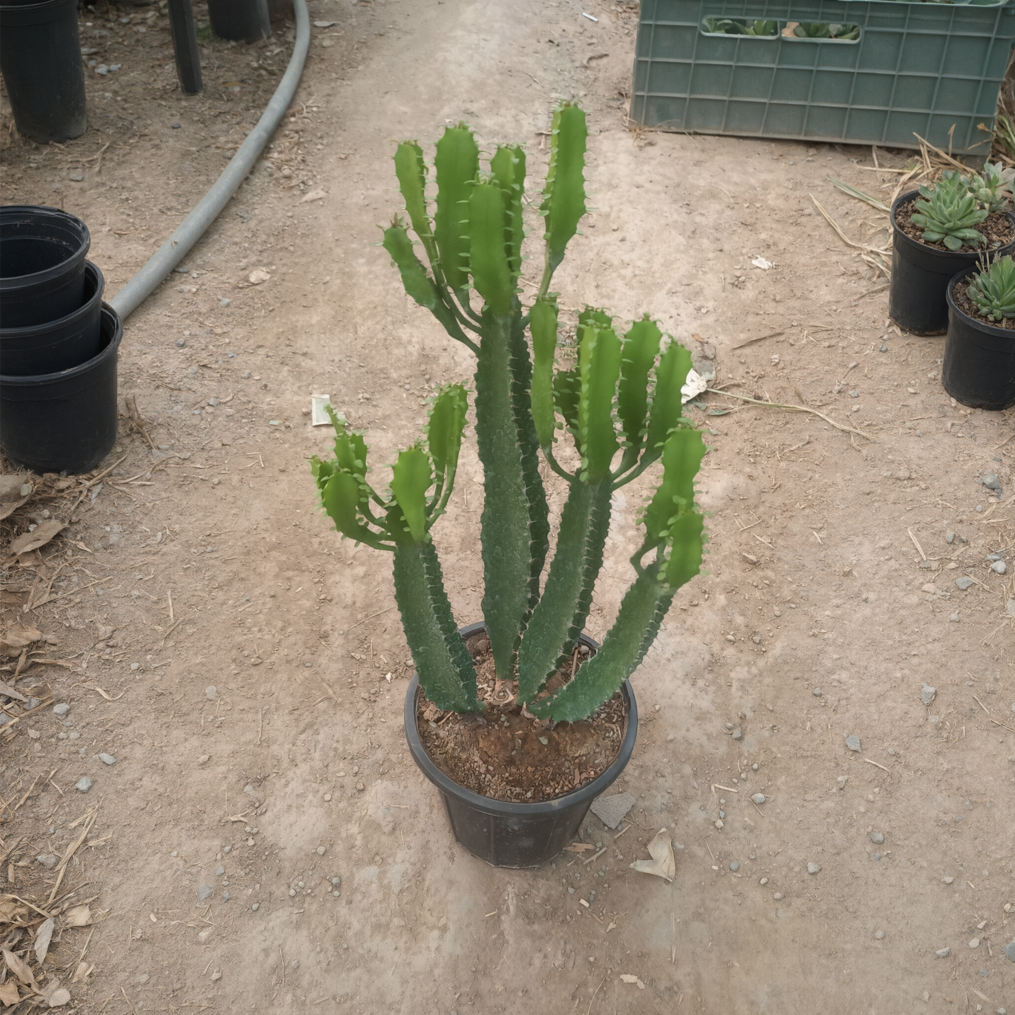 افوربیا اشکی سایز گلدان ۱۴