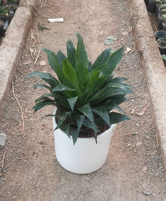 دراسنا کامپکت با گلدان سفید سرامیک