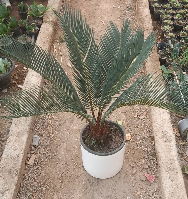 سیکاس با گلدان سفید سرامیک