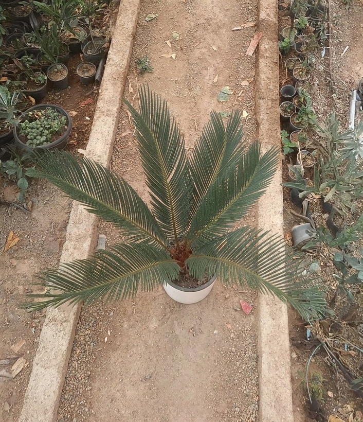 سیکاس با گلدان سفید سرامیک
